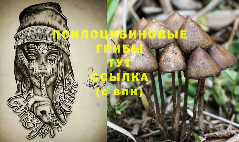 Псилоцибиновые грибы Cubensis  Кировград 